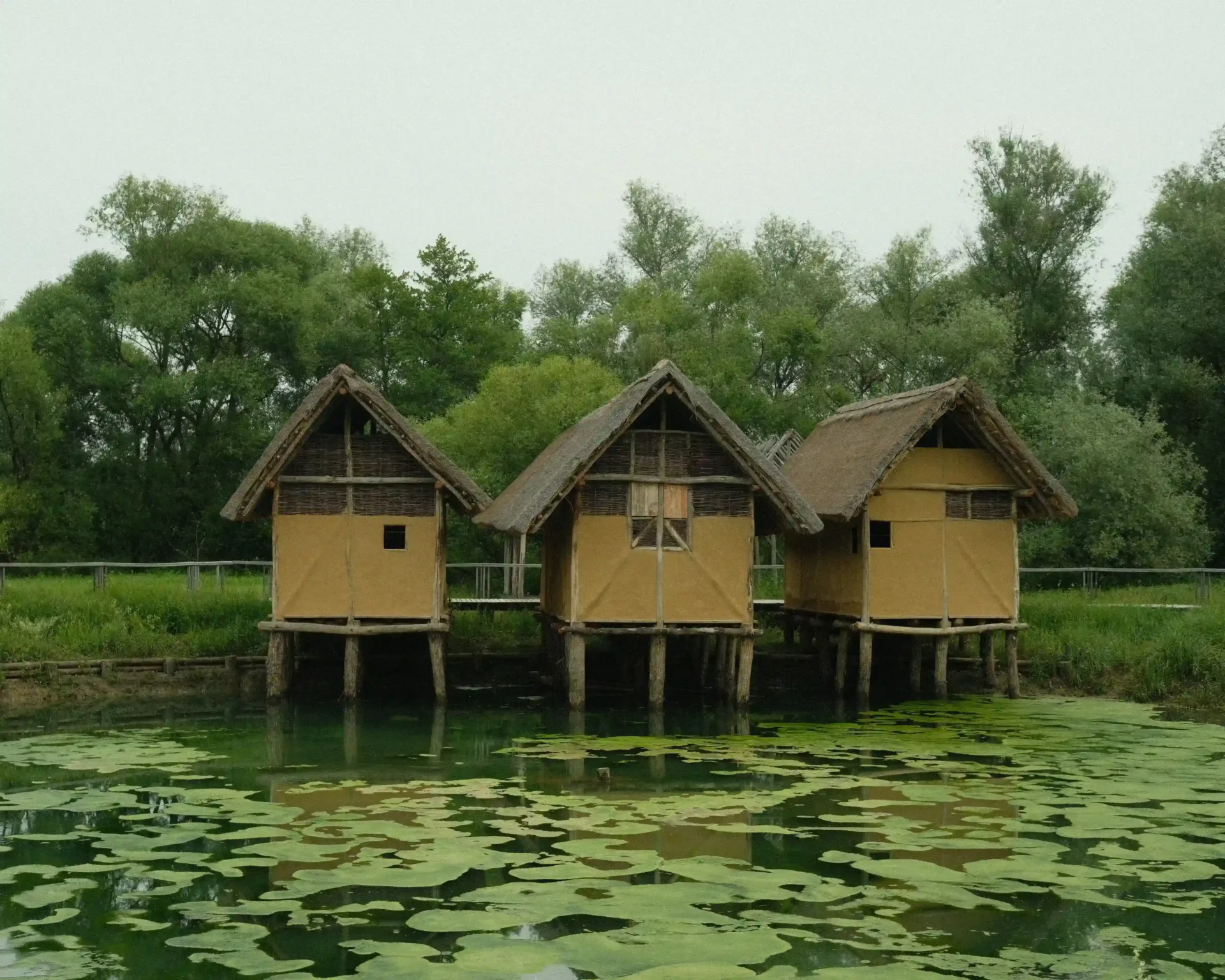 koliscarji