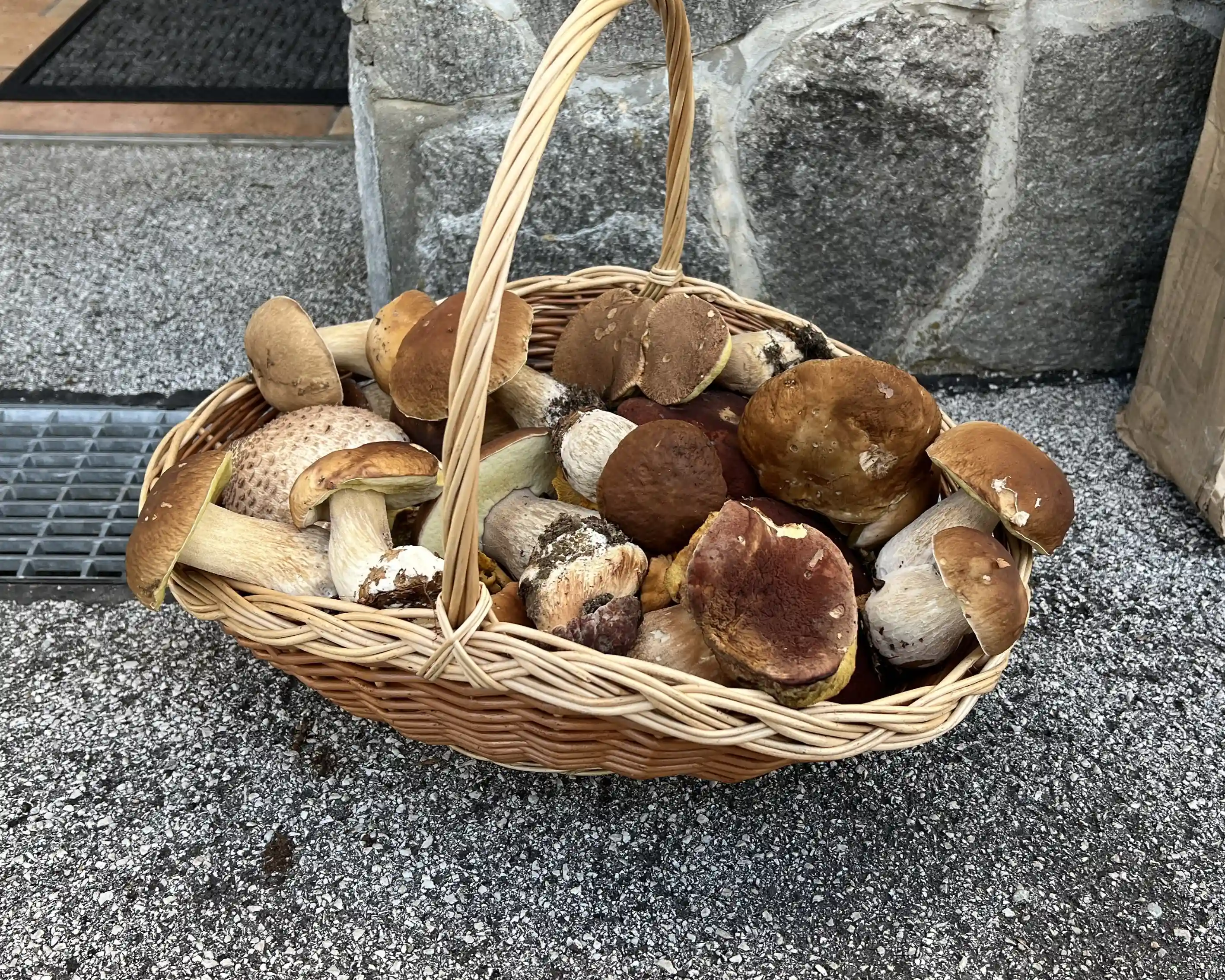 mushroom_foraging